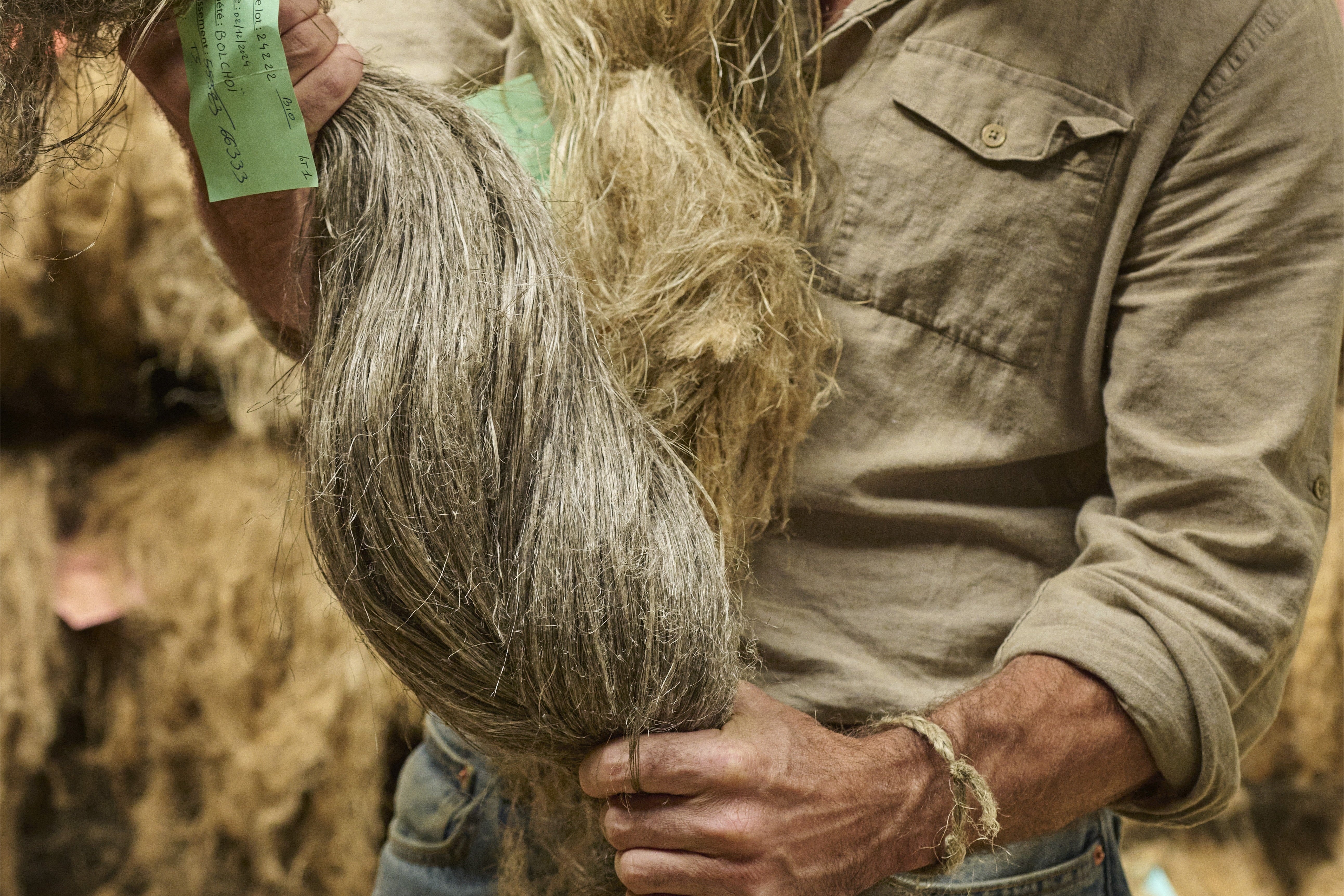 Person holding a sheep with wool, likely in a shearing process.