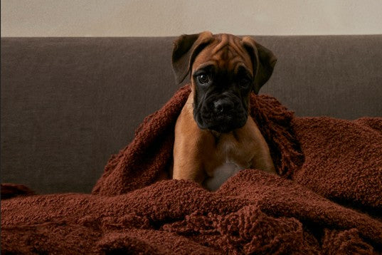Boxer dog wrapped in a brown blanket on a couch